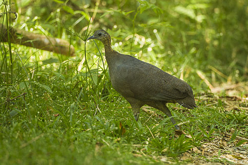 Solitary tinamou